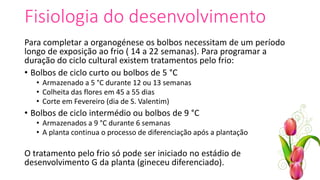 Fisiologia do desenvolvimento
Para completar a organogénese os bolbos necessitam de um período
longo de exposição ao frio ( 14 a 22 semanas). Para programar a
duração do ciclo cultural existem tratamentos pelo frio:
• Bolbos de ciclo curto ou bolbos de 5 °C
• Armazenado a 5 °C durante 12 ou 13 semanas
• Colheita das flores em 45 a 55 dias
• Corte em Fevereiro (dia de S. Valentim)
• Bolbos de ciclo intermédio ou bolbos de 9 °C
• Armazenados a 9 °C durante 6 semanas
• A planta continua o processo de diferenciação após a plantação
O tratamento pelo frio só pode ser iniciado no estádio de
desenvolvimento G da planta (gineceu diferenciado).
 