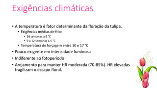 Exigências climáticas
• A temperatura é fator determinante da floração da tulipa.
• Exigências médias de frio:
• 16 semanas a 9 °C
• 9 a 12 semanas a 5 °C
• Temperatura de forçagem entre 10 e 17 °C
• Pouco exigente em intensidade luminosa
• Indiferente ao fotoperíodo
• Arejamento para manter HR moderada (70-85%). HR elevadas
fragilizam o escapo floral.
 