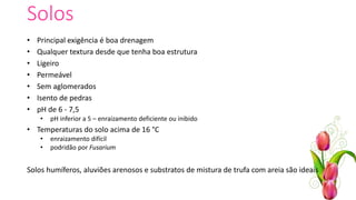 Solos
• Principal exigência é boa drenagem
• Qualquer textura desde que tenha boa estrutura
• Ligeiro
• Permeável
• Sem aglomerados
• Isento de pedras
• pH de 6 - 7,5
• pH inferior a 5 – enraizamento deficiente ou inibido
• Temperaturas do solo acima de 16 °C
• enraizamento difícil
• podridão por Fusarium
Solos humíferos, aluviões arenosos e substratos de mistura de trufa com areia são ideais
 