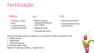Fertilização
K2O P₂O₅
• Fator de crescimento
• Evita inconveniente de
excessos de N
• Melhor síntese e
migração dos glúcidos
para o bolbo
• Rigidez do caule
• Coloração das flores
Antes da plantação aplicar um adubo 2-5-2, a partir da 1ª folha um adubo 14-7-26
• Sulfato amónio
• Superfosfato
• Sulfato de potassa
Em floração aplicar KNO3
Aplicar em cada rega Ca(NO3)2 - 2,4g/l de H2O
Ca(NO3)2
• Fortalecer a haste
floral
• A carência leva ao
rompimento da flor
 