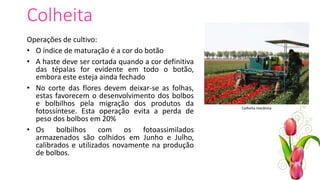 Colheita
Operações de cultivo:
• O índice de maturação é a cor do botão
• A haste deve ser cortada quando a cor definitiva
das tépalas for evidente em todo o botão,
embora este esteja ainda fechado
• No corte das flores devem deixar-se as folhas,
estas favorecem o desenvolvimento dos bolbos
e bolbilhos pela migração dos produtos da
fotossíntese. Esta operação evita a perda de
peso dos bolbos em 20%
• Os bolbilhos com os fotoassimilados
armazenados são colhidos em Junho e Julho,
calibrados e utilizados novamente na produção
de bolbos.
Colheita mecânica
 