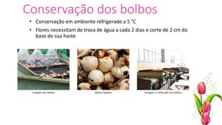 Conservação dos bolbos
• Conservação em ambiente refrigerado a 5 °C
• Flores necessitam de troca de água a cada 2 dias e corte de 2 cm da
base de sua haste
Lavagem dos bolbos Secagem e calibração dos bolbosBolbos lavados
 