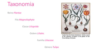 Taxonomia
Reino Plantae
Filo Magnoliophyta
Classe Liliopsida
Ordem Liliales
Família Liliaceae
Género Tulipa
A plate from the Hortus Eystettensis (1613) a record
of the collection of flowers in the garden of ther
Prince-Bishop of Eichstatt.
 