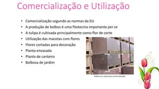 Comercialização e Utilização
• Comercialização segundo as normas da EU
• A produção de bolbos é uma fitotecnia importante per se
• A tulipa é cultivada principalmente como flor de corte
• Utilização das macetas com flores
• Flores cortadas para decoração
• Planta envasada
• Planta de canteiro
• Bolbosa de jardim
Bolbos em caixas para comercialização
 