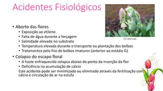 Acidentes Fisiológicos
• Aborto das flores
• Exposição ao etileno
• Falta de água durante a forçagem
• Salinidade elevada no substrato
• Temperatura elevada durante o transporte ou plantação dos bolbos
• Tratamentos pelo frio de bolbos imaturos (anterior ao estádio G)
• Colapso do escapo floral
• A haste enfraquecida colapsa abaixo do ponto da inserção da flor
• Deficiência na acumulação de cálcio
Este acidente pode ser minimizado ou eliminado através da fertilização com
cálcio e circulação de ar na estufa
Flor deformada
 
