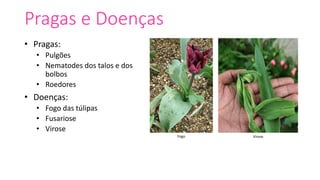 Pragas e Doenças
• Pragas:
• Pulgões
• Nematodes dos talos e dos
bolbos
• Roedores
• Doenças:
• Fogo das túlipas
• Fusariose
• Virose
ViroseFogo
 