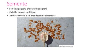 Semente
• Semente pequena endospérmica e plana
• Embrião com um cotilédone
• A floração ocorre 5 a 6 anos depois da sementeira
Cápsula e sementes de túlipa
 