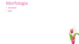 Morfologia
• Semente
• Raiz
 