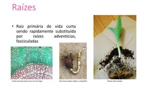 Raízes
• Raiz primária de vida curta
sendo rapidamente substituída
por raízes adventícias,
fasciculadas
Corte transversal de uma raiz de túlipa Raiz fasciculada, bolbo e coleóptilo Raízes fasciculadas
 