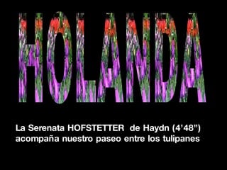 La Serenata HOFSTETTER  de Haydn (4’48”)  acompaña nuestro paseo entre los tulipanes HOLANDA 