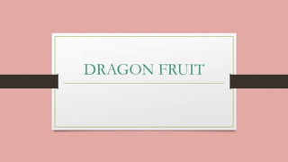 DRAGON FRUIT
 