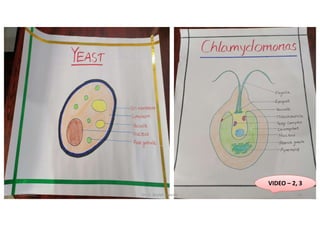 VIDEO – 2, 3
5/20/2021 Dr. C. Beulah Jayarani 34
 