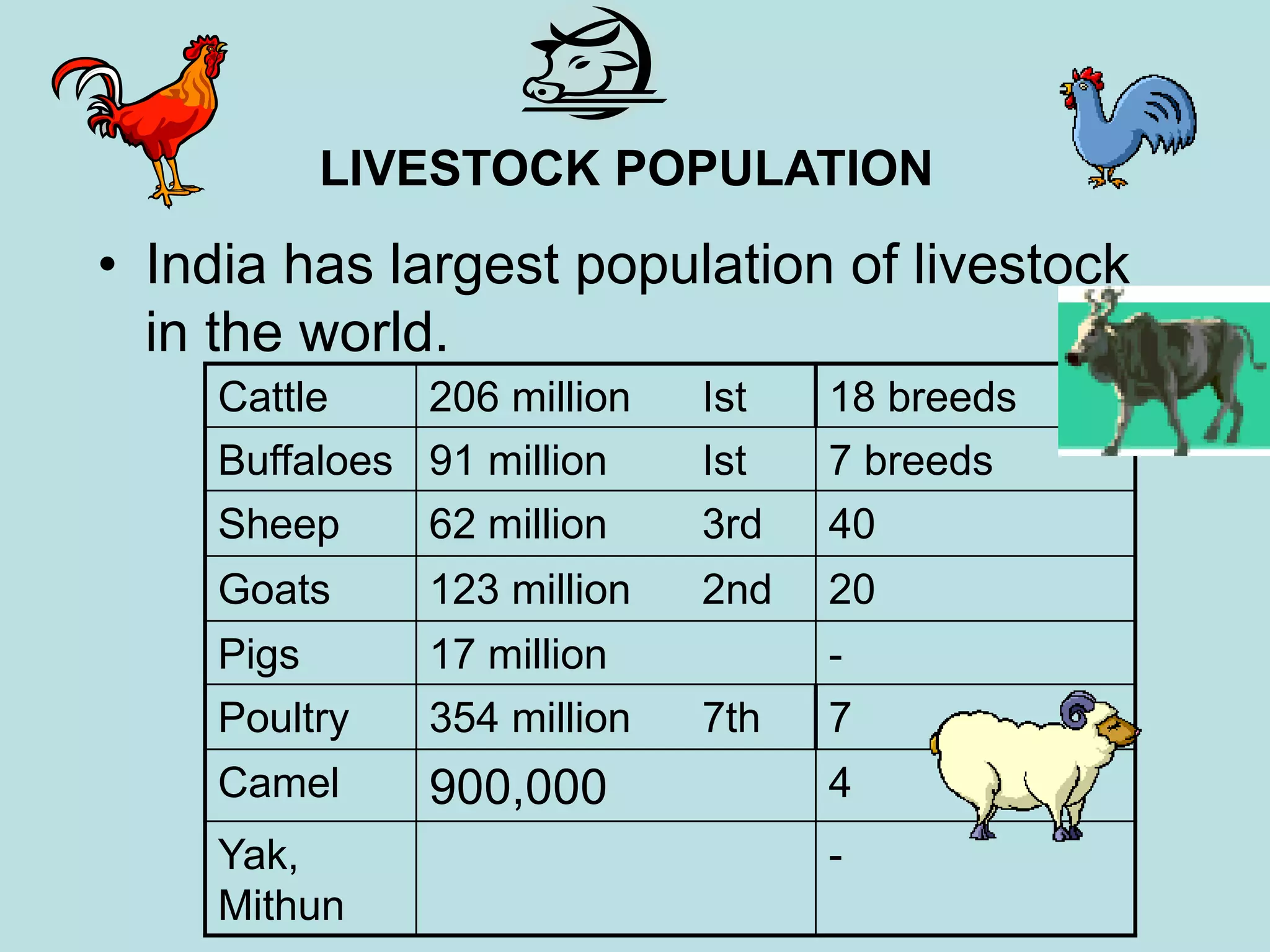 LIVESTOCK POPULATION
• India has largest population of livestock
in the world.
Cattle 206 million Ist 18 breeds
Buffaloes 91 million Ist 7 breeds
Sheep 62 million 3rd 40
Goats 123 million 2nd 20
Pigs 17 million -
Poultry 354 million 7th 7
Camel 900,000 4
Yak,
Mithun
-
 
