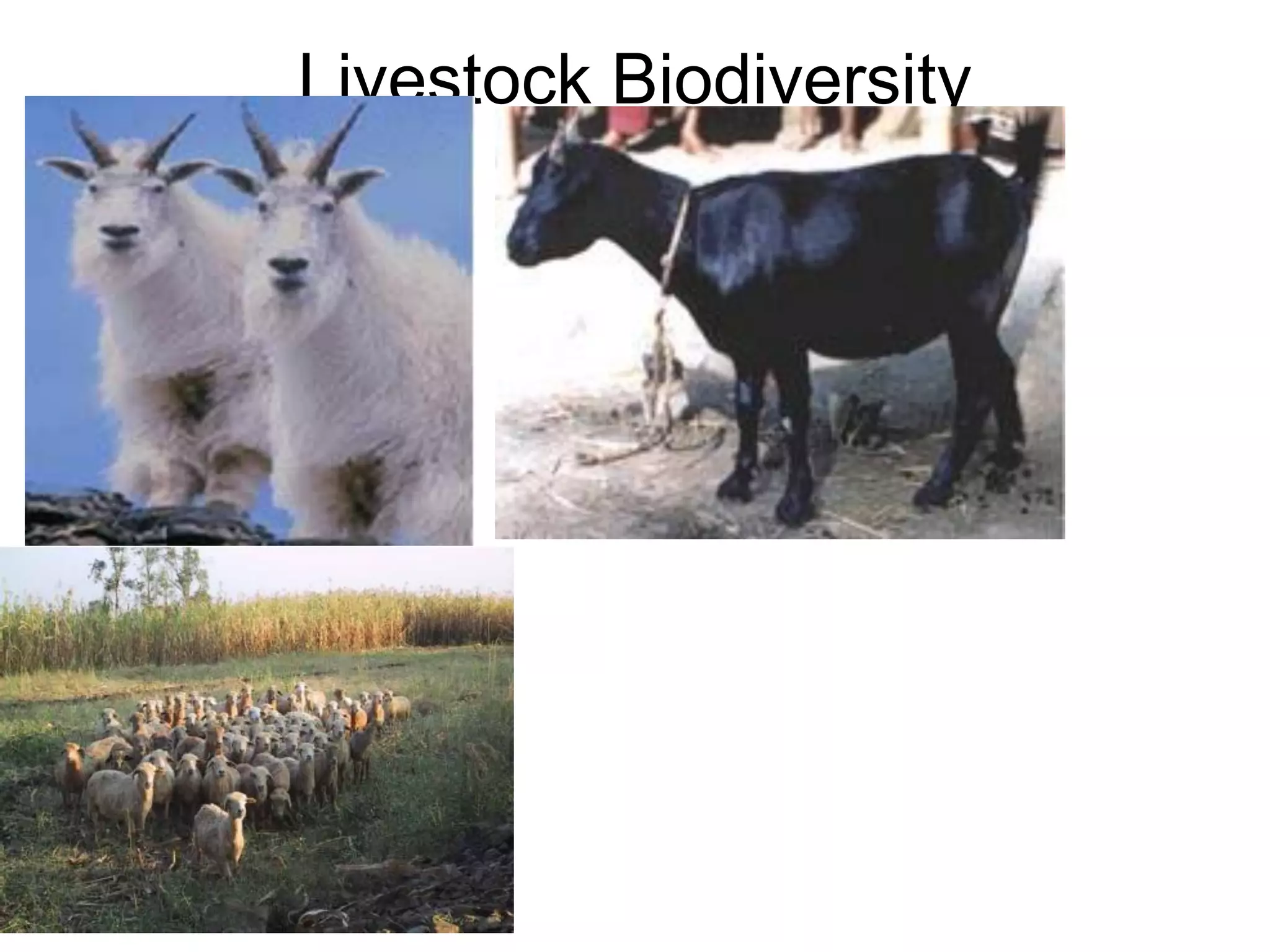 Livestock Biodiversity
 