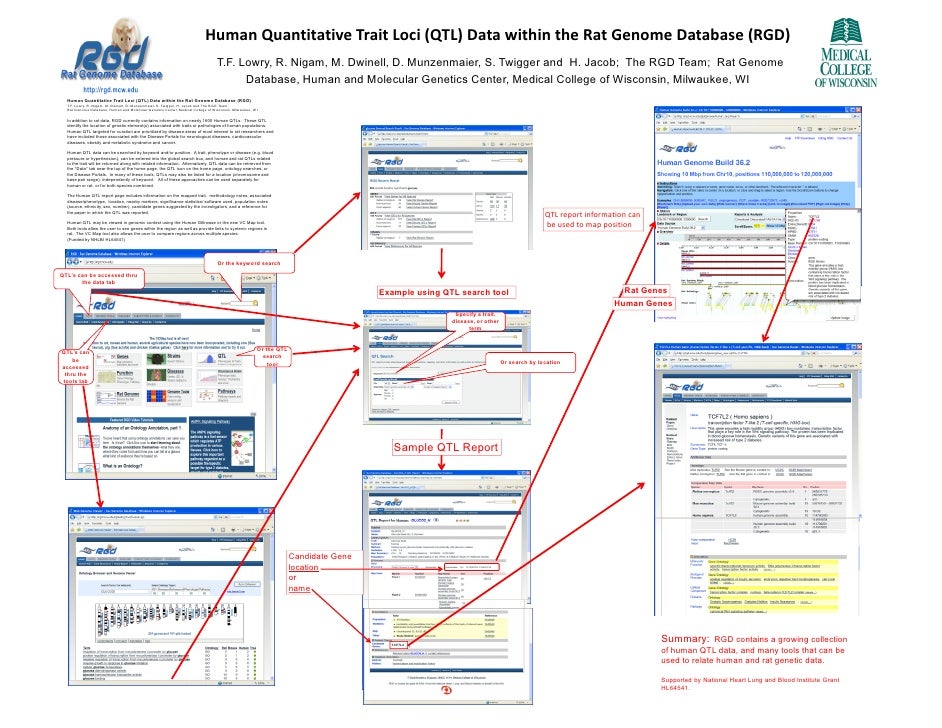 Human QTL Data within the Rat Genome Database