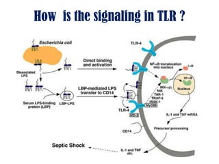 How is the signaling in TLR ?