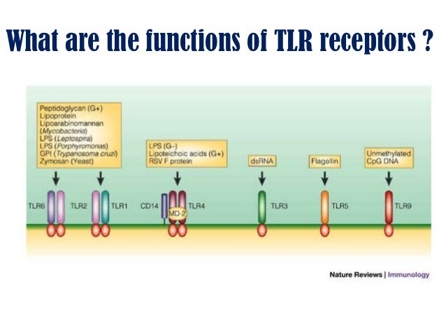 toll like receptors