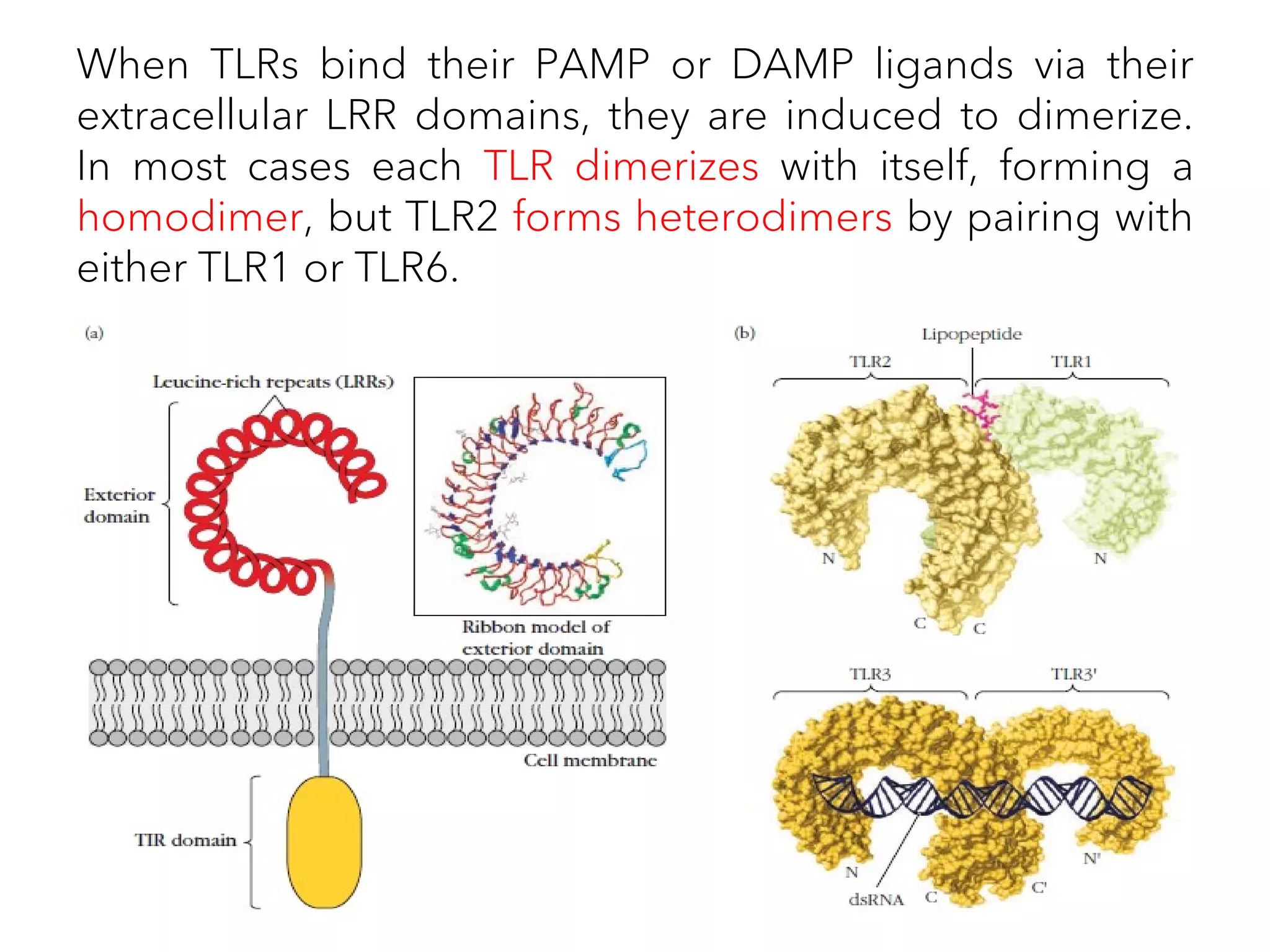 When TLRs bind their PAMP or DAMP ligands via their
extracellular LRR domains, they are induced to dimerize.
In most cases each TLR dimerizes with itself, forming a
homodimer, but TLR2 forms heterodimers by pairing with
either TLR1 or TLR6.
 