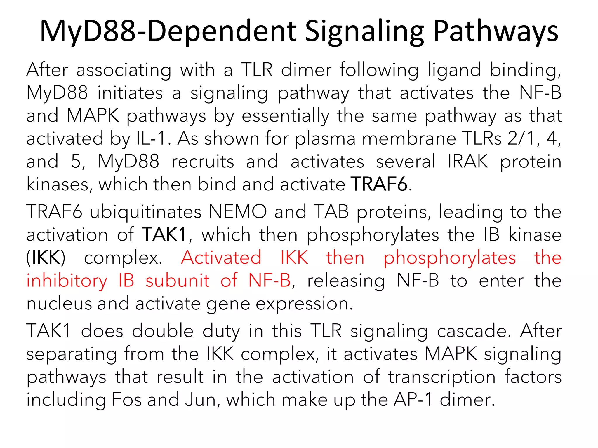 MyD88-Dependent Signaling Pathways
After associating with a TLR dimer following ligand binding,
MyD88 initiates a signaling pathway that activates the NF-B
and MAPK pathways by essentially the same pathway as that
activated by IL-1. As shown for plasma membrane TLRs 2/1, 4,
and 5, MyD88 recruits and activates several IRAK protein
kinases, which then bind and activate TRAF6.
TRAF6 ubiquitinates NEMO and TAB proteins, leading to the
activation of TAK1, which then phosphorylates the IB kinase
(IKK) complex. Activated IKK then phosphorylates the
inhibitory IB subunit of NF-B, releasing NF-B to enter the
nucleus and activate gene expression.
TAK1 does double duty in this TLR signaling cascade. After
separating from the IKK complex, it activates MAPK signaling
pathways that result in the activation of transcription factors
including Fos and Jun, which make up the AP-1 dimer.
 