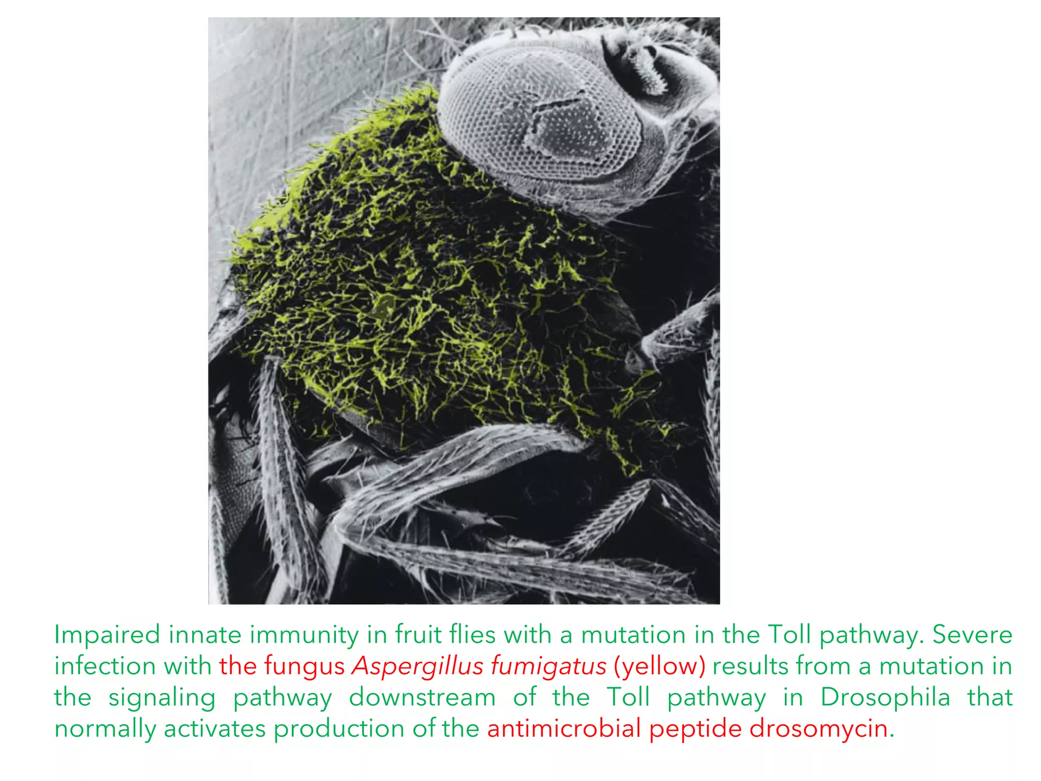 Impaired innate immunity in fruit flies with a mutation in the Toll pathway. Severe
infection with the fungus Aspergillus fumigatus (yellow) results from a mutation in
the signaling pathway downstream of the Toll pathway in Drosophila that
normally activates production of the antimicrobial peptide drosomycin.
 