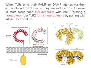 When TLRs bind their PAMP or DAMP ligands via their
extracellular LRR domains, they are induced to dimerize.
In most cases each TLR dimerizes with itself, forming a
homodimer, but TLR2 forms heterodimers by pairing with
either TLR1 or TLR6.
 