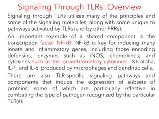 Signaling Through TLRs: Overview
Signaling through TLRs utilizes many of the principles and
some of the signaling molecules, along with some unique to
pathways activated by TLRs (and by other PRRs).
An important example of a shared component is the
transcription factor NF-kB. NF-kB is key for inducing many
innate and inflammatory genes, including those encoding
defensins; enzymes such as iNOS; chemokines; and
cytokines such as the proinflammatory cytokines TNF-alpha,
IL-1, and IL-6, produced by macrophages and dendritic cells.
There are also TLR-specific signaling pathways and
components that induce the expression of subsets of
proteins, some of which are particularly effective in
combating the type of pathogen recognized by the particular
TLR(s).
 