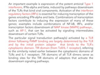 An important example is expression of the potent antiviral Type 1
interferons, IFNs-alpha and beta, induced by pathways downstream
of the TLRs that bind viral components. Activation of the interferon
regulatory factors (IRFs) is essential for inducing transcription of the
genes encoding IFN-alpha and beta. Combinations of transcription
factors contribute to inducing the expression of many of these
genes; examples include combinations of NF-kB, IRFs, and/or
transcription factors downstream of MAP kinase (MAPK) pathways ,
such as AP-1, that can be activated by signaling intermediates
downstream of certain TLRs.
The particular signal transduction pathway(s) activated by a TLR
dimer following PAMP binding are largely determined by the TLR
and by the initial protein adaptor that binds to the TLR’s
cytoplasmic domain. TIR domain (from Toll/IL-1 receptor), referring
to the similarity noted earlier between the cytoplasmic domains of
TLRs and IL-1 receptors .TIR domains of all TLR dimers serve as
binding sites for the TIR domains of adaptors that activate the
downstream signaling pathways.
 