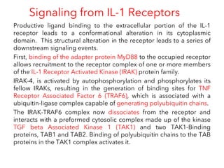 Signaling from IL-1 Receptors
Productive ligand binding to the extracellular portion of the IL-1
receptor leads to a conformational alteration in its cytoplasmic
domain. This structural alteration in the receptor leads to a series of
downstream signaling events.
First, binding of the adapter protein MyD88 to the occupied receptor
allows recruitment to the receptor complex of one or more members
of the IL-1 Receptor Activated Kinase (IRAK) protein family.
IRAK-4, is activated by autophosphorylation and phosphorylates its
fellow IRAKs, resulting in the generation of binding sites for TNF
Receptor Associated Factor 6 (TRAF6), which is associated with a
ubiquitin-ligase complex capable of generating polyubiquitin chains.
The IRAK-TRAF6 complex now dissociates from the receptor and
interacts with a preformed cytosolic complex made up of the kinase
TGF beta Associated Kinase 1 (TAK1) and two TAK1-Binding
proteins, TAB1 and TAB2. Binding of polyubiquitin chains to the TAB
proteins in the TAK1 complex activates it.
 