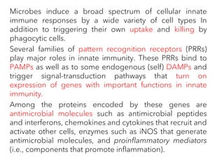Microbes induce a broad spectrum of cellular innate
immune responses by a wide variety of cell types In
addition to triggering their own uptake and killing by
phagocytic cells.
Several families of pattern recognition receptors (PRRs)
play major roles in innate immunity. These PRRs bind to
PAMPs as well as to some endogenous (self) DAMPs and
trigger signal-transduction pathways that turn on
expression of genes with important functions in innate
immunity.
Among the proteins encoded by these genes are
antimicrobial molecules such as antimicrobial peptides
and interferons, chemokines and cytokines that recruit and
activate other cells, enzymes such as iNOS that generate
antimicrobial molecules, and proinflammatory mediators
(i.e., components that promote inflammation).
 