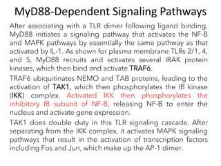 MyD88-Dependent Signaling Pathways
After associating with a TLR dimer following ligand binding,
MyD88 initiates a signaling pathway that activates the NF-B
and MAPK pathways by essentially the same pathway as that
activated by IL-1. As shown for plasma membrane TLRs 2/1, 4,
and 5, MyD88 recruits and activates several IRAK protein
kinases, which then bind and activate TRAF6.
TRAF6 ubiquitinates NEMO and TAB proteins, leading to the
activation of TAK1, which then phosphorylates the IB kinase
(IKK) complex. Activated IKK then phosphorylates the
inhibitory IB subunit of NF-B, releasing NF-B to enter the
nucleus and activate gene expression.
TAK1 does double duty in this TLR signaling cascade. After
separating from the IKK complex, it activates MAPK signaling
pathways that result in the activation of transcription factors
including Fos and Jun, which make up the AP-1 dimer.
 