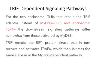 TRIF-Dependent Signaling Pathways
For the two endosomal TLRs that recruit the TRIF
adaptor instead of MyD88—TLR3 and endosomal
TLR4— the downstream signaling pathways differ
somewhat from those activated by MyD88.
TRIF recruits the RIP1 protein kinase that in turn
recruits and activates TRAF6, which then initiates the
same steps as in the MyD88-dependent pathway.
 