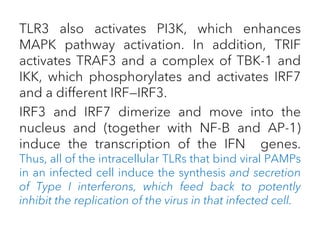 TLR3 also activates PI3K, which enhances
MAPK pathway activation. In addition, TRIF
activates TRAF3 and a complex of TBK-1 and
IKK, which phosphorylates and activates IRF7
and a different IRF—IRF3.
IRF3 and IRF7 dimerize and move into the
nucleus and (together with NF-B and AP-1)
induce the transcription of the IFN genes.
Thus, all of the intracellular TLRs that bind viral PAMPs
in an infected cell induce the synthesis and secretion
of Type I interferons, which feed back to potently
inhibit the replication of the virus in that infected cell.
 