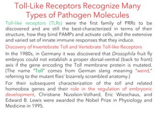 Toll-Like Receptors Recognize Many
Types of Pathogen Molecules
Toll-like receptors (TLRs) were the first family of PRRs to be
discovered and are still the best-characterized in terms of their
structure, how they bind PAMPs and activate cells, and the extensive
and varied set of innate immune responses that they induce.
Discovery of Invertebrate Toll and Vertebrate Toll-like Receptors
In the 1980s, in Germany it was discovered that Drosophila fruit fly
embryos could not establish a proper dorsal-ventral (back to front)
axis if the gene encoding the Toll membrane protein is mutated.
(The name “Toll” comes from German slang meaning “weird,”
referring to the mutant flies’ bizarrely scrambled anatomy.)
For their subsequent characterization of the toll and related
homeobox genes and their role in the regulation of embryonic
development, Christiane Nusslein-Volhard, Eric Wieschaus, and
Edward B. Lewis were awarded the Nobel Prize in Physiology and
Medicine in 1995.
 