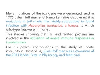 Many mutations of the toll gene were generated, and in
1996 Jules Hoff man and Bruno Lemaitre discovered that
mutations in toll made flies highly susceptible to lethal
infection with Aspergillus fumigatus, a fungus to which
wild-type flies were immune .
This studies showing that Toll and related proteins are
involved in the activation of innate immune responses in
invertebrates.
For his pivotal contributions to the study of innate
immunity in Drosophila, Jules Hoff man was a co-winner of
the 2011 Nobel Prize in Physiology and Medicine.
 