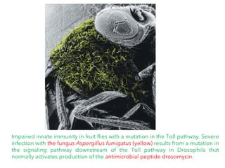 Impaired innate immunity in fruit flies with a mutation in the Toll pathway. Severe
infection with the fungus Aspergillus fumigatus (yellow) results from a mutation in
the signaling pathway downstream of the Toll pathway in Drosophila that
normally activates production of the antimicrobial peptide drosomycin.
 