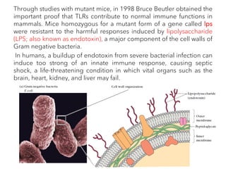 Through studies with mutant mice, in 1998 Bruce Beutler obtained the
important proof that TLRs contribute to normal immune functions in
mammals. Mice homozygous for a mutant form of a gene called lps
were resistant to the harmful responses induced by lipolysaccharide
(LPS; also known as endotoxin), a major component of the cell walls of
Gram negative bacteria.
In humans, a buildup of endotoxin from severe bacterial infection can
induce too strong of an innate immune response, causing septic
shock, a life-threatening condition in which vital organs such as the
brain, heart, kidney, and liver may fail.
 