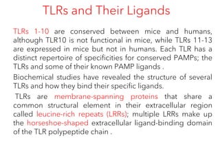 TLRs and Their Ligands
TLRs 1-10 are conserved between mice and humans,
although TLR10 is not functional in mice, while TLRs 11-13
are expressed in mice but not in humans. Each TLR has a
distinct repertoire of specificities for conserved PAMPs; the
TLRs and some of their known PAMP ligands .
Biochemical studies have revealed the structure of several
TLRs and how they bind their specific ligands.
TLRs are membrane-spanning proteins that share a
common structural element in their extracellular region
called leucine-rich repeats (LRRs); multiple LRRs make up
the horseshoe-shaped extracellular ligand-binding domain
of the TLR polypeptide chain .
 