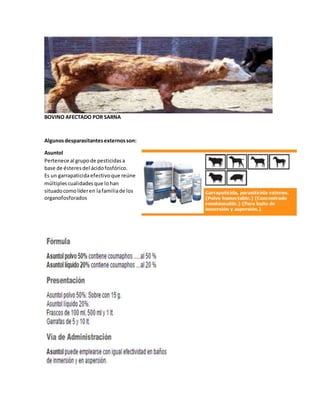 BOVINO AFECTADO POR SARNA
Algunosdesparasitantesexternosson:
Asuntol
Pertenece al grupode pesticidasa
base de ésteresdel ácidofosfórico.
Es un garrapaticidaefectivoque reúne
múltiplescualidadesque lohan
situadocomolíderen lafamiliade los
organofosforados
 
