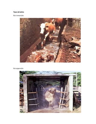 Tipos de baños
Por inmersión:
Por aspersión:
 