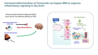 Conventional Administration
(IV/Oral/SC)
Blood Brain Barrier
Intranasal administration
Foralumab
mist
Mucosal immunity
Activation
Cervical
Lymph node
Tregs
Systemic
circulation
Site targeted
immunomodulation
Anti-inflammation
X
Intranasal administration bypasses blood
brain barrier for effective delivery to CNS
Intranasal Administration of Foralumab can bypass BBB to suppress
inflammatory signaling in the brain
 