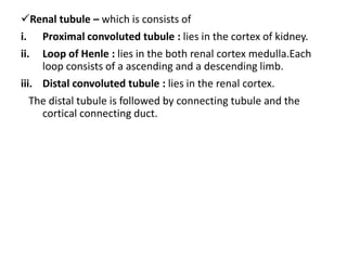 Renal tubule – which is consists of
i. Proximal convoluted tubule : lies in the cortex of kidney.
ii. Loop of Henle : lies in the both renal cortex medulla.Each
loop consists of a ascending and a descending limb.
iii. Distal convoluted tubule : lies in the renal cortex.
The distal tubule is followed by connecting tubule and the
cortical connecting duct.
 