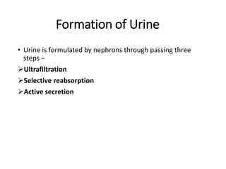 Formation of Urine
• Urine is formulated by nephrons through passing three
steps –
Ultrafiltration
Selective reabsorption
Active secretion
 