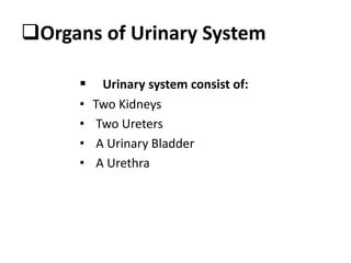 Organs of Urinary System
 Urinary system consist of:
• Two Kidneys
• Two Ureters
• A Urinary Bladder
• A Urethra
 