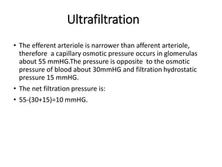Ultrafiltration
• The efferent arteriole is narrower than afferent arteriole,
therefore a capillary osmotic pressure occurs in glomerulas
about 55 mmHG.The pressure is opposite to the osmotic
pressure of blood about 30mmHG and filtration hydrostatic
pressure 15 mmHG.
• The net filtration pressure is:
• 55-(30+15)=10 mmHG.
 
