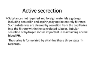 Active secrection
Substances not required and foreign materials e.g.drugs
including penicellin and aspirin,may not be entirely filtrated.
Such substances are cleared by secretion from the capillaries
into the filtrate within the convoluted tubules. Tubular
secretion of hydrogen ions is important in maintaining normal
blood PH.
Thus urine is formulated by attaining these three steps in
Nephron .
 