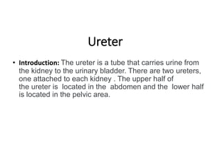 Ureter
• Introduction: The ureter is a tube that carries urine from
the kidney to the urinary bladder. There are two ureters,
one attached to each kidney . The upper half of
the ureter is located in the abdomen and the lower half
is located in the pelvic area.
 