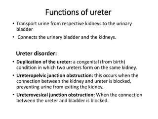 Functions of ureter
• Transport urine from respective kidneys to the urinary
bladder
• Connects the urinary bladder and the kidneys.
Ureter disorder:
• Duplication of the ureter: a congenital (from birth)
condition in which two ureters form on the same kidney.
• Ureteropelvic junction obstruction: this occurs when the
connection between the kidney and ureter is blocked,
preventing urine from exiting the kidney.
• Ureterovesical junction obstruction: When the connection
between the ureter and bladder is blocked.
 
