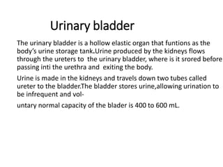 Urinary bladder
The urinary bladder is a hollow elastic organ that funtions as the
body’s urine storage tank.Urine produced by the kidneys flows
through the ureters to the urinary bladder, where is it srored before
passing inti the urethra and exiting the body.
Urine is made in the kidneys and travels down two tubes called
ureter to the bladder.The bladder stores urine,allowing urination to
be infrequent and vol-
untary normal capacity of the blader is 400 to 600 mL.
 
