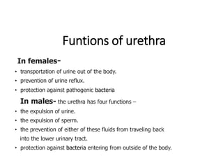 Funtions of urethra
In females-
• transportation of urine out of the body.
• prevention of urine reflux.
• protection against pathogenic bacteria
In males- the urethra has four functions –
• the expulsion of urine.
• the expulsion of sperm.
• the prevention of either of these fluids from traveling back
into the lower urinary tract.
• protection against bacteria entering from outside of the body.
 