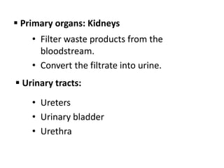  Primary organs: Kidneys
• Filter waste products from the
bloodstream.
• Convert the filtrate into urine.
 Urinary tracts:
• Ureters
• Urinary bladder
• Urethra
 